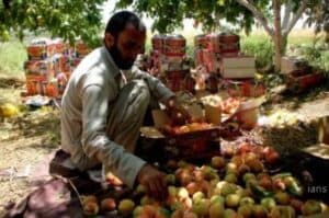 Taliban forcing Afghan farmers in distress to pay  zakat  tax