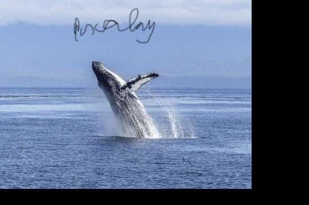 Life from sea animals to mammals
