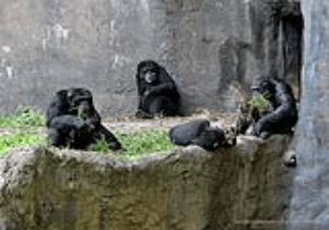 Chimpanzees plan their breakfast time