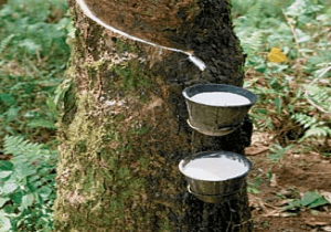 ‘Rubber cultivation in northeast vital to meet demand’