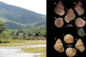 Scientists discover snail species in M laya cave  conduct study on mollusc across NE