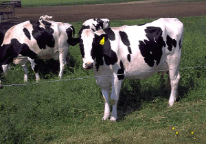Cow’s milk can deliver AIDS drug to infants