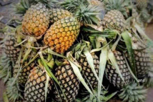 At  3 26 mn  pineapple exports record near 100  growth