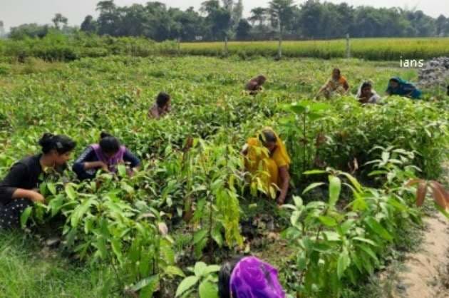 Time to focus on pulses  oilseeds production  says IPGA