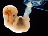 Want designer babies? Go to Britain