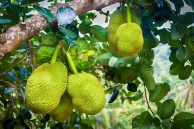 Durian and Jackfruit