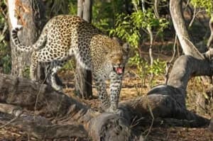 Leopard spotted Chandigar