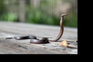 IISc efforts to save country s 2L annual snakebite victims