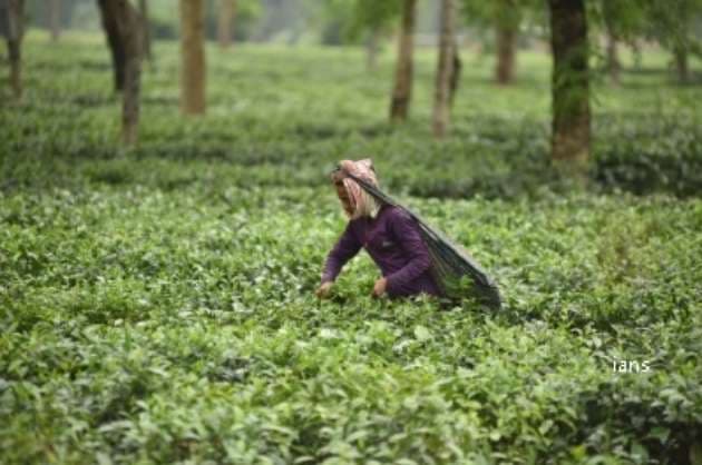 War to affect India s tea exports to CIS nations  says industry body