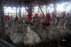 Rising input costs to contract poultry industry s margins in FY22  ICRA