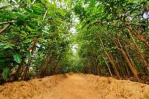 FAO hails decision to mark Int l Day of Plant Health annually