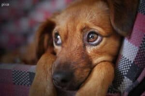 Canine Psychology  An overview