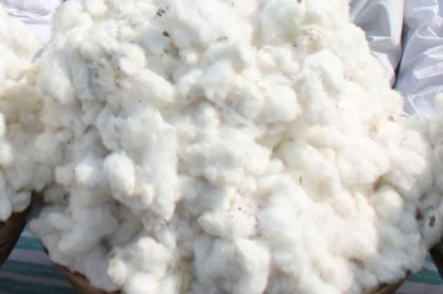 T gana  Wadhwani AI team up to benefit cotton farmers