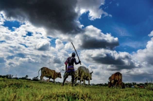 Indian agriculture  Maladies and remedies