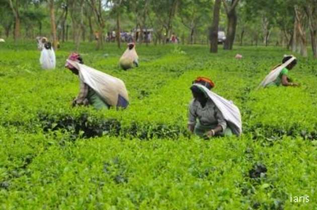 Tea crop prospect looks bleak in Assam  Bengal  Industry body
