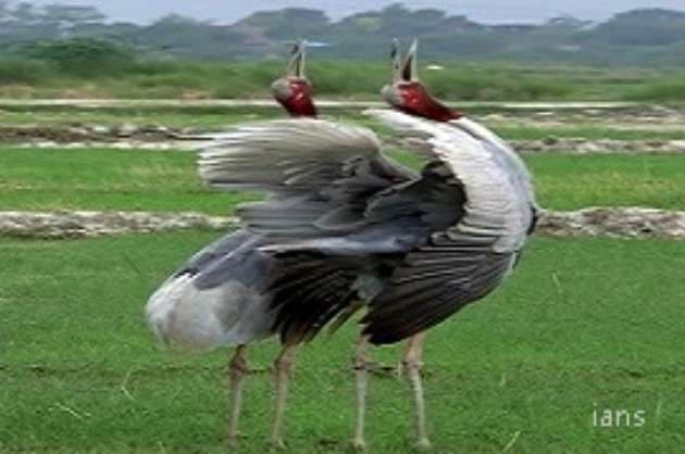 For raising chicks  three is not a crowd for Sarus cranes