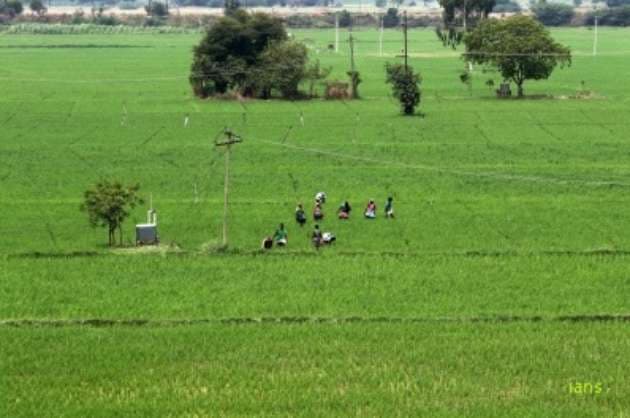 TN farmers shed tears as wild boars feast on crops
