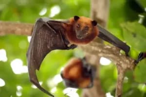 Nipah virus  More death t