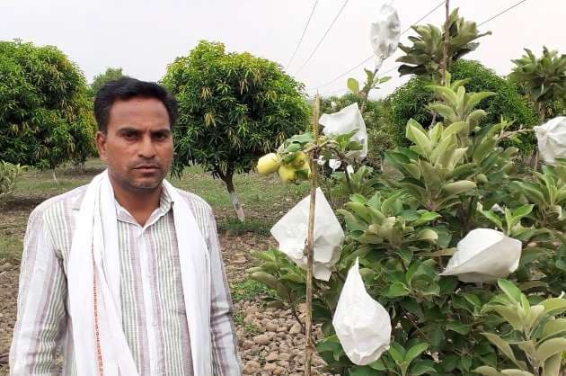 Little Kashmir  in Telangana  Tribal farmer harvests maiden apple crop