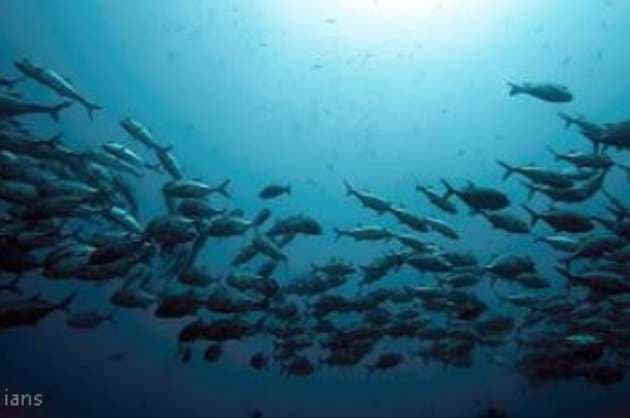 Global warming causing world s oceans to lose  memory