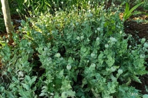 Opium farming in 620 acres of land in Bihar destroyed