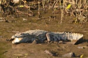 Crocodile attacks farmer in Bihar