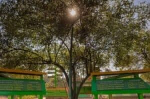 Save Buxwaha Forest
