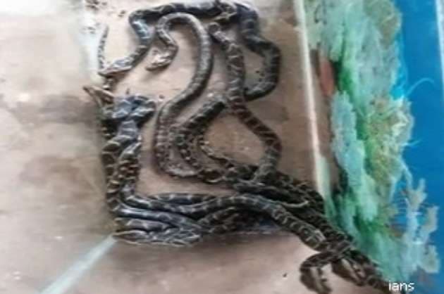 8 Python hatchlings born via artificial incubation released in K taka forest