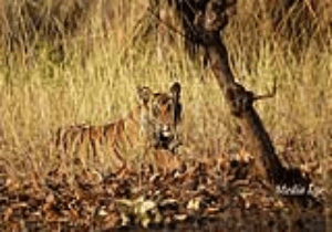 Bandhavgarh National Park