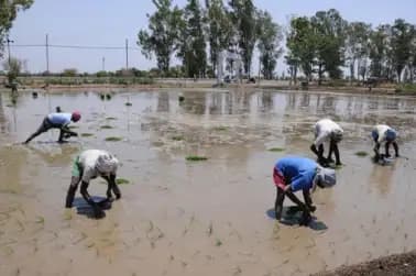 Crop planting delayed in