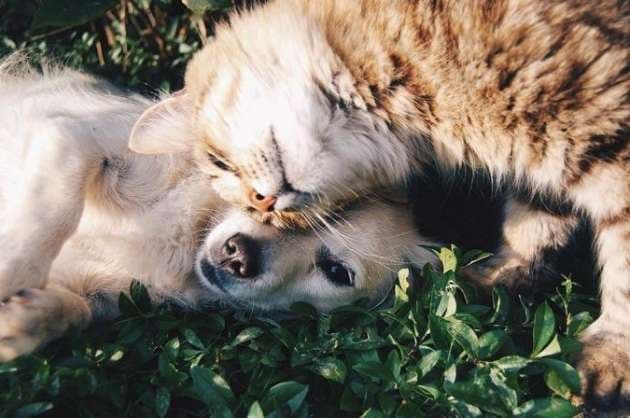 Prepare your pet for the post lockdown world