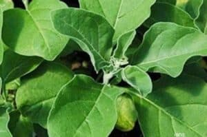 India  UK to conduct clinical trials on  Ashwagandha  for Covid recovery