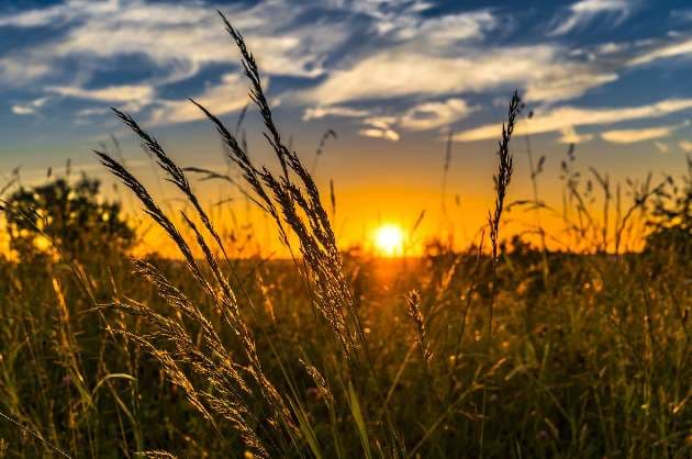 Apply by August 31 to avail Crop Insurance Scheme Benefits in Madhya Pradesh
