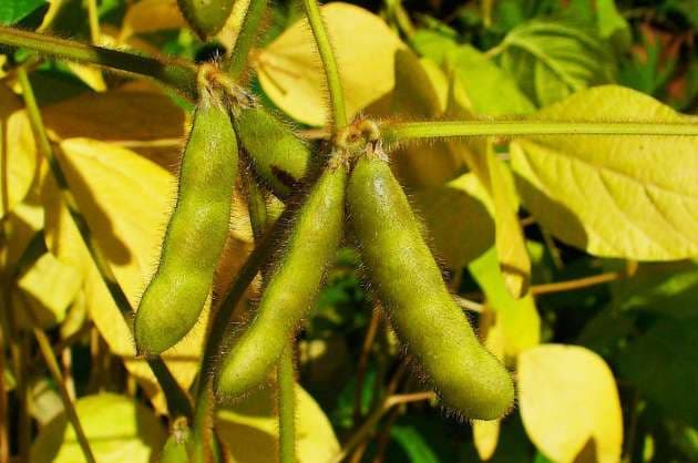 Plant diseases  pests eat into soybean growers  earnings in MP