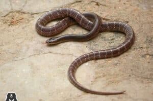 Deadly snake in kitchen shocks Agra family