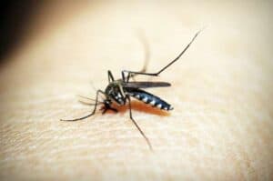 Spain reports 1st West Nile virus death in 2020