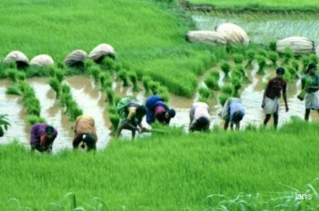 Concerns mount about kharif sowing due to uneven rainfall distribution  Crisil Research