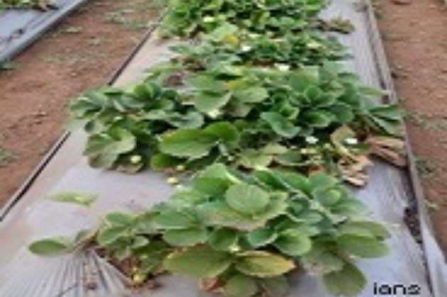 Agri tech startup AgNext raises  21 mn to expand global footprint