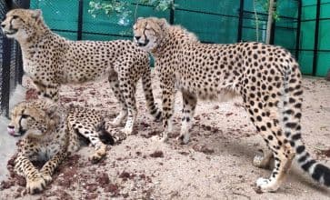 MP to Release More Cheetahs Into The Wild in Kuno National Park