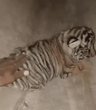 FIR Filed After Man Touches Tiger Cubs at Rajasthan's Ranthambore National Park