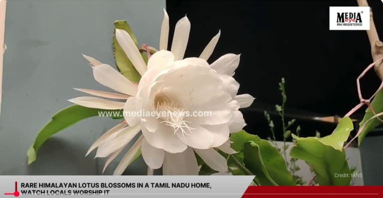 Rare Himalayan Lotus Blossoms in a Tamil Nadu Home, Watch Locals Worship It