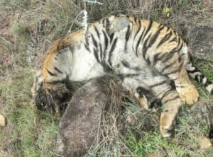 Death of 5 Tigers: Two Arrested For Poisoning Big Cats in Revenge For Cow’s Killing