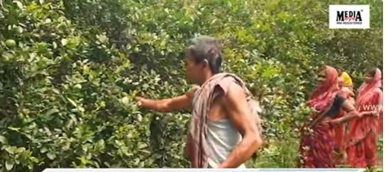 Lemons Exported From Odisha's Angul District to America, Farmers Earn Four Times More