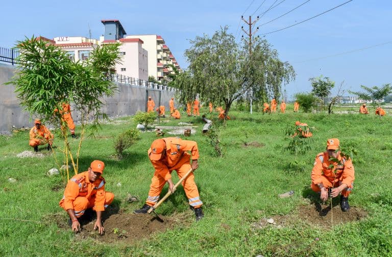 Why Tree Plantation Is Crucial for Cities