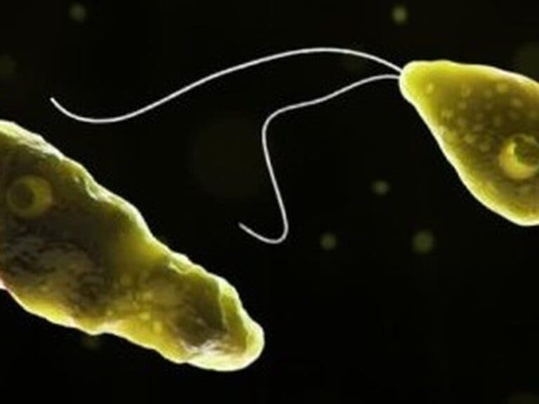 Brain-Eating Amoebae Emerging as Growing Global Public Health Threat: Study