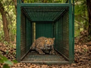 Leopard That Killed Devotee at Male Mahadeshwara Hills Captured by Forest Department in Karnataka