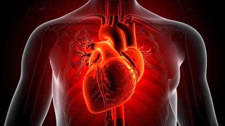 Scientists Discover Human Heart Can Regrow Muscle Cells After Heart Attack