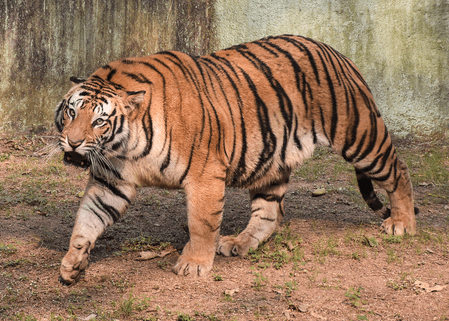 Forest Department Intensifies Hunt for Tiger Near Rajahmundry as It Strays Close to Habitations