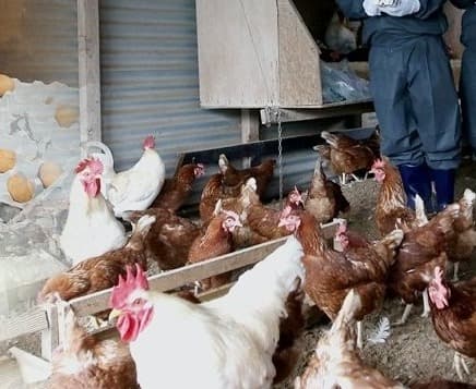 6,000 Chickens Culled in Patna After Avian Influenza Detection