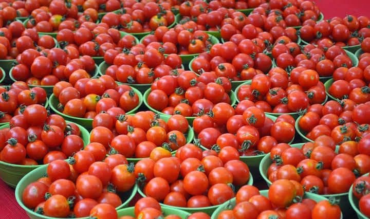 Tomato Farmers in Tamil Nadu Hit by Price Crash, Struggle to Recover Costs